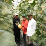 Bupati Skeman Harda Kiswaya (kiri) hadir dalam panen perdana melon premium di Sumberharjo, Prambanan, Sabtu (2/8).