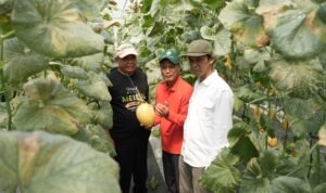 Bupati Skeman Harda Kiswaya (kiri) hadir dalam panen perdana melon premium di Sumberharjo, Prambanan, Sabtu (2/8).